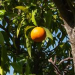 IMG_6518