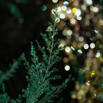 IMG_7240